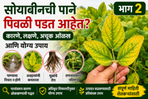 भाग २ : सोयाबीनची पाने पिवळी पडत आहेत? कारणे, लक्षणे, अचूक ओळख आणि योग्य उपाय