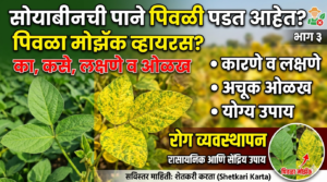 भाग ३ : सोयाबीनची पाने पिवळी पडत आहेत? कारणे, लक्षणे, अचूक ओळख आणि योग्य उपाय