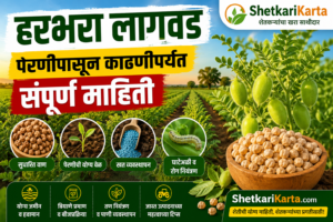 हरभरा लागवड : पेरणीपासून काढणीपर्यंत संपूर्ण माहिती