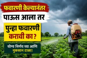 ❓ फवारणी केल्यानंतर पाऊस आला तर पुन्हा फवारणी करावी का? जाणून घ्या योग्य निर्णय.